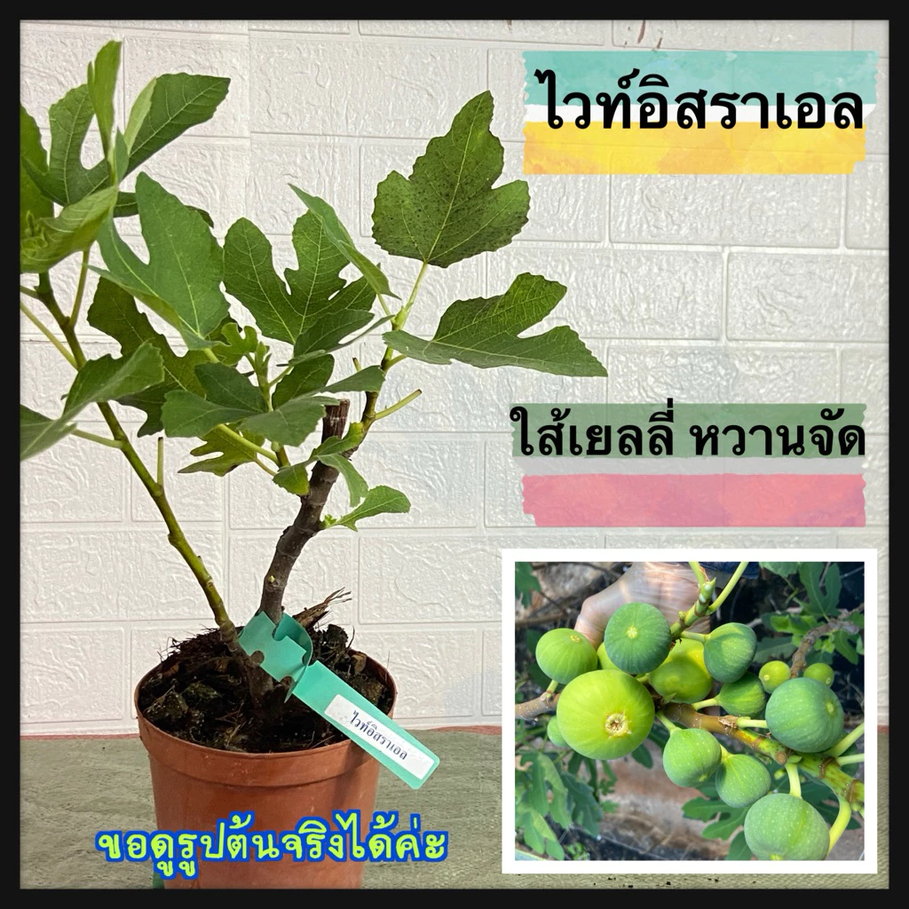 ต้นมะเดื่อฝรั่งไวท์อิสราเอล ใกล้ติดผล ขอดูรูปต้นจริงได้ค่ะ