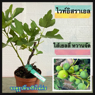 ต้นมะเดื่อฝรั่งไวท์อิสราเอล ใกล้ติดผล ขอดูรูปต้นจริงได้ค่ะ