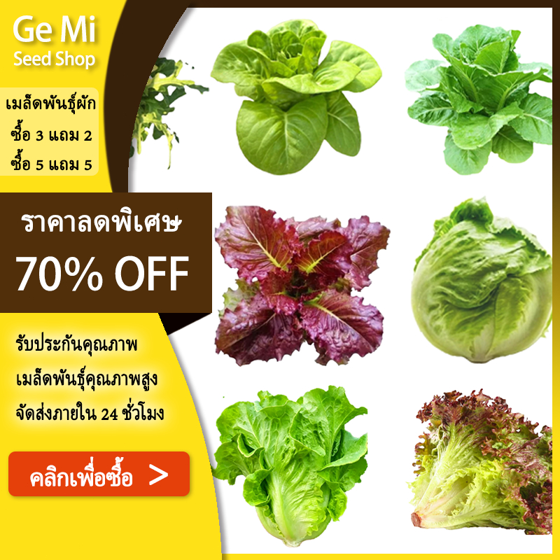 GEMI *ตัวเลือกเยอะสุด* เมล็ดผักสลัด100-2000เมล็ด [ซื้อ 5 แถม 5] เมล็ดพันธุ์ผักสลัด ผักออแกนิค