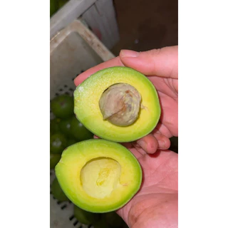 ปีเตอร์สัน 5-7 ลูกโล เนื้อหวาน มันเนย อร่อย (ชั่งน้ำหนักรวมกล่อง)📦🥑🥑