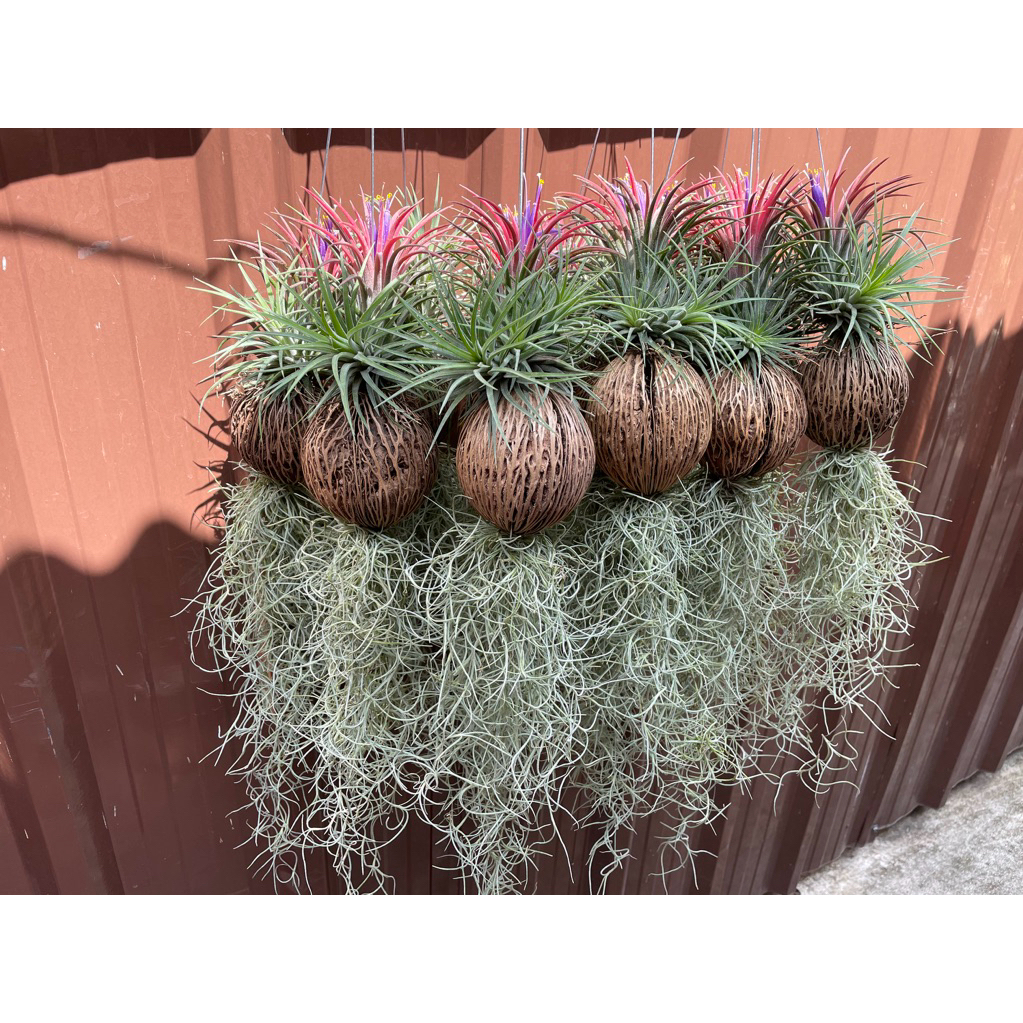 เคราฤาษีลูกตีนเป็ดทิลแลนเซีย คัดหัวใหญ่ เกรดพิเศษมัดละ10ต้น (มีสีตามฤดูกาล)
