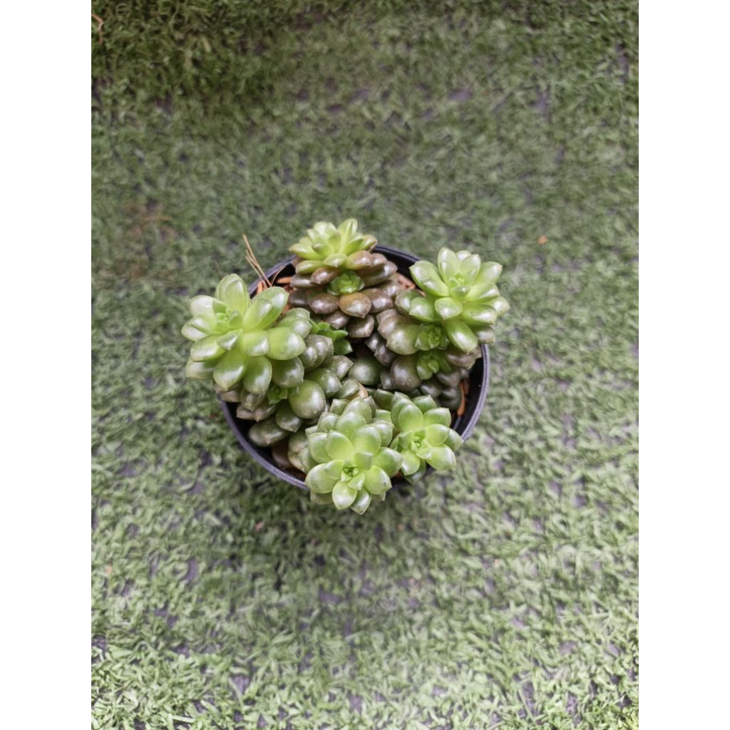 ต้นซีดัม"เกล็ดมรกต" ( Sedum Little Gam )ไม้ในกระถาง2"