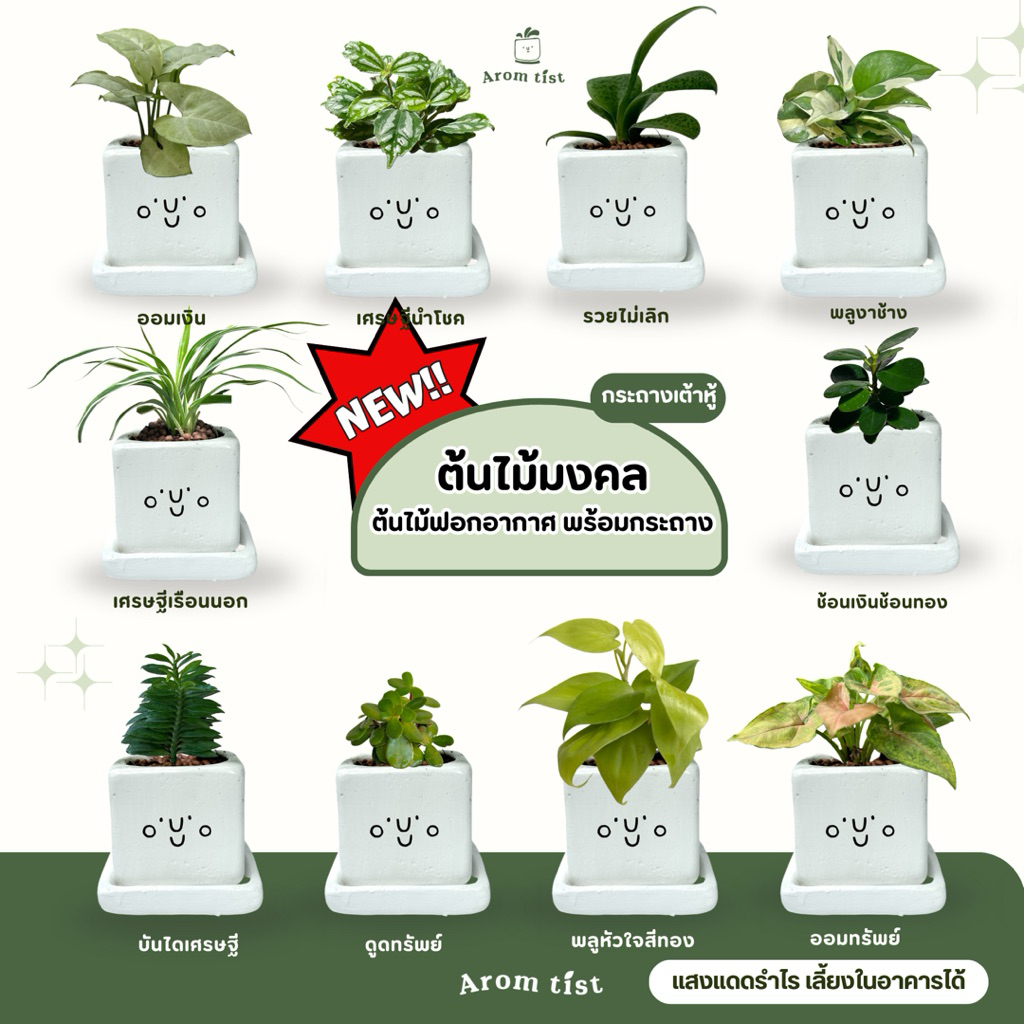 ต้นไม้มงคลฟอกอากาศพร้อมกระถางทรงเต้าหู้และจานรอง