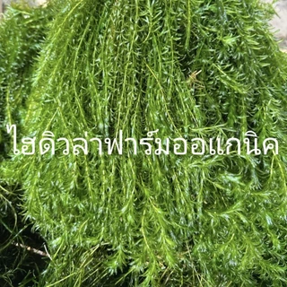 สาหร่ายหางกระรอกพุงชะโด ฉัตร 300กรัม สินค้ารับประกัน เสียหายเราส่งให้ใหม่