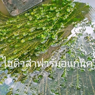 สาหร่ายหางกระรอกพุงชะโด ฉัตร 300กรัม สินค้ารับประกัน เสียหายเราส่งให้ใหม่