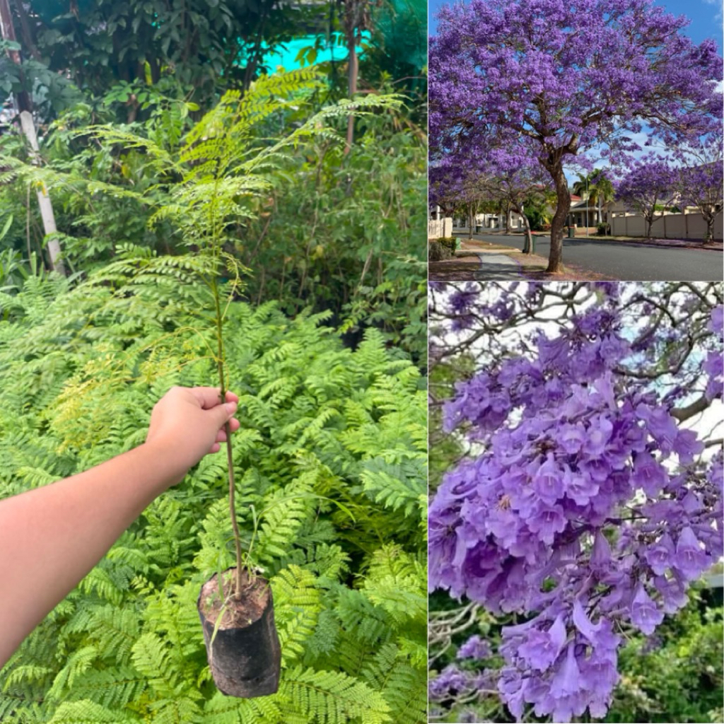 ต้นศรีตรัง  ไม้ประดับยืนต้นดอกสีม่วงสวย ปลูกง่ายโตไว ขนาดต้น30-40 เซน