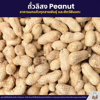 (5KG/10KG) ถั่วลิสง Peanut เกรดA นำเข้า อาหารนกแก้ว หนูแฮมสเตอร์ และสัตว์ฟันแทะ