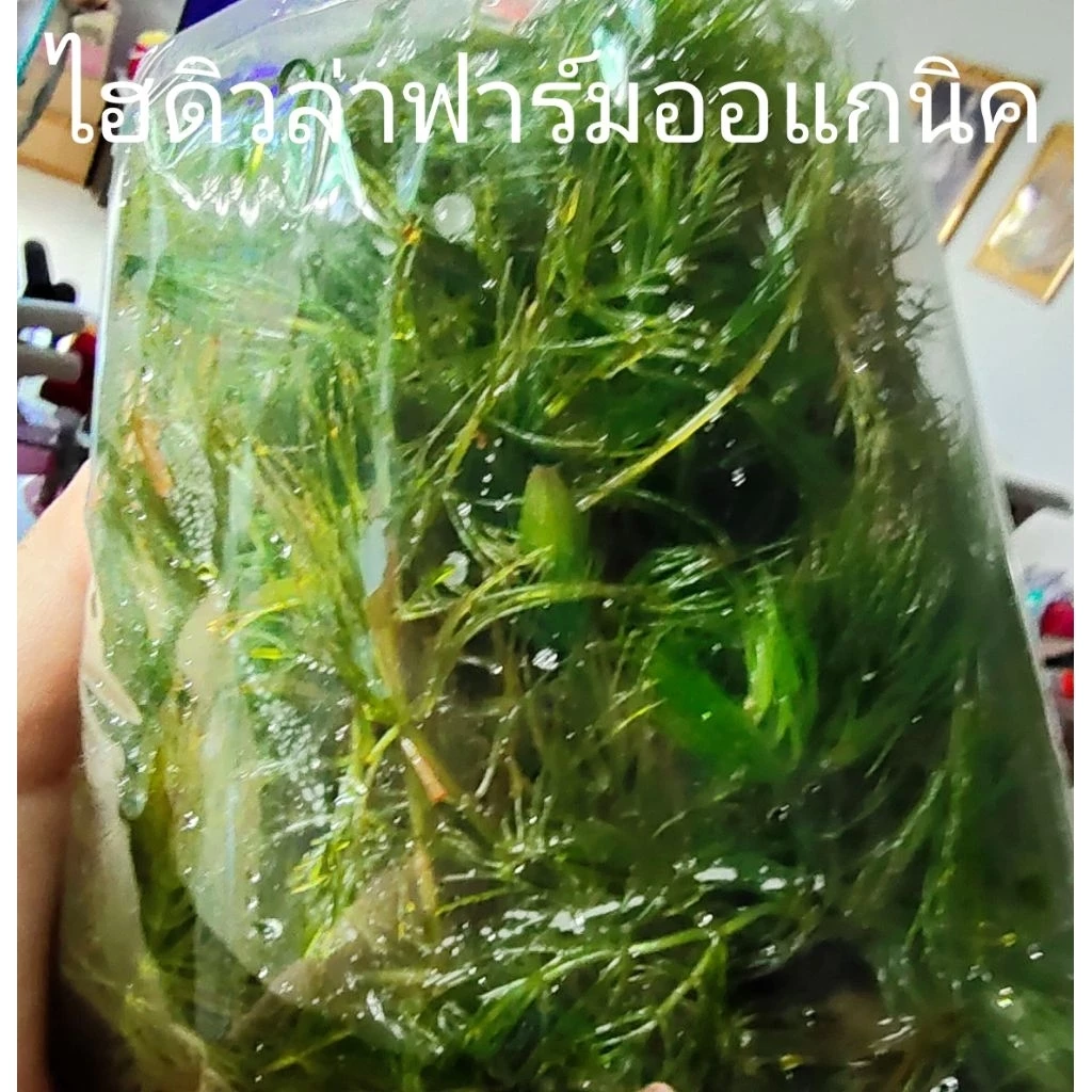 สาหร่ายหางกระรอกพุงชะโด ฉัตร 300กรัม สินค้ารับประกัน เสียหายเราส่งให้ใหม่