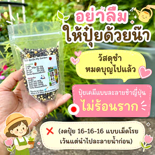 ต้นไผ่แมว กระถางGarden 6"มีจานรอง ปลูกให้แล้วในดินและปุ๋ยอินทรีย์ ไร้โลหะหนัก ไผ่เงิน หญ้าแมว