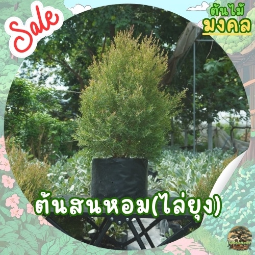 [พร้อมส่ง] ต้นสนหอม Cypress (ไล่ยุงได้) ขนาด 50-60cm ทรงพุ่ม เลี้ยงง่าย (ราคาต่อ1ต้น)