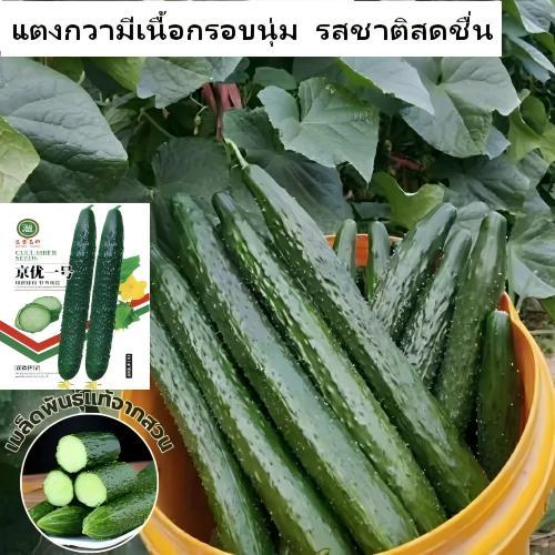เมล็ดแตงกวา แพคละ 50 เมล็ด พันธุ์คัดพิเศษ ทุกเมล็ดผ่านการคัดสรรอย่างดีเยี่ยม