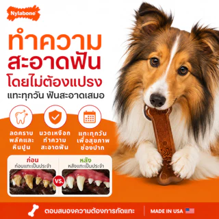 🇺🇸Made in USA🇺🇸 Nylabone Power Chew Bone Dog Toy กระดูกกัดแทะ ของเล่นขัดฟันสุนัข ไร้สารพิษ 3 ชิ้น