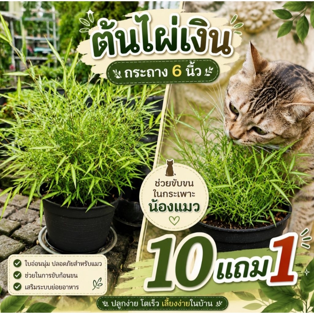 ต้นไผ่เงิน ปลอดภัยสำหรับสัตว์เลี้ยง ต้นหญ้าแมว แคทนิป ต้นอ่อนข้าวสาลี อาหารแมว ทรายแมว ต้นไม้ ยาปูสนาม ต้นไม้คลุมดิน ปุ๋