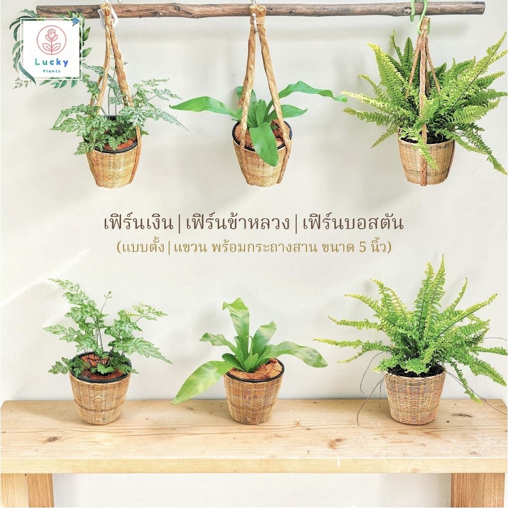 🌿เฟิร์นเงิน | เฟิร์นข้าหลวง | เฟิร์นบอสตัน (แบบตั้ง,แขวน) พร้อมกระถางสานไม้ไผ่ ขนาด 5 นิ้ว ช่วยฟอกอากาศ