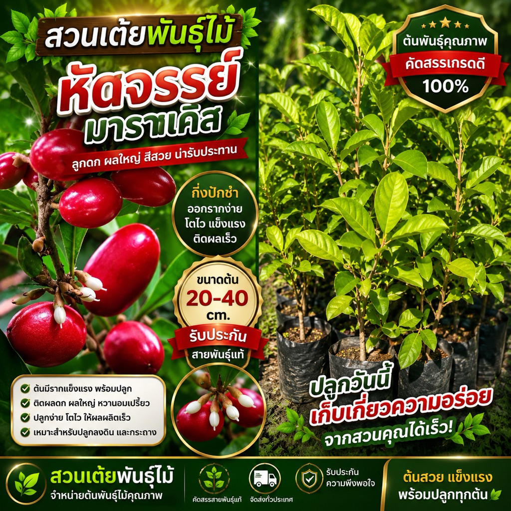 ต้นมหัศจรรย์​หรือต้นมิราเคิล กิ่งปักชำออกลูกไว ขนาด20-40cmรับประกันสายพันธุ์เเท้