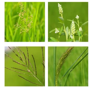 เคลียร์นา (ฉีดพ่น 4-5 ไร่) ยาเก็บหญ้าใบแคบ-ใบกว้าง ใช้กับนาข้าวอายุ 15-30 วัน