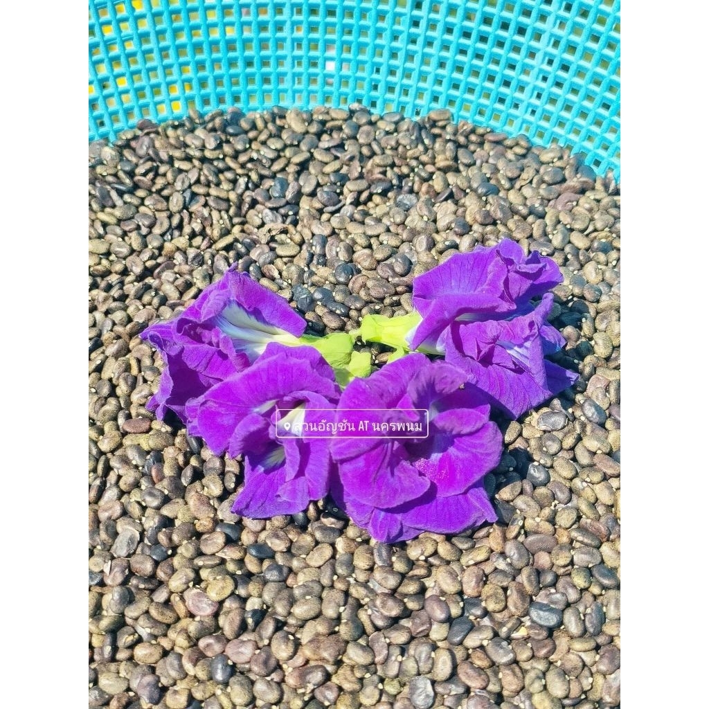 เมล็ดดอกอัญชันเทพพระรัตน์63กลีบซ้อน Butterfly pea flowers, Butterfly pea seedlings 蝴蝶豌豆花、蝴蝶豌豆苗