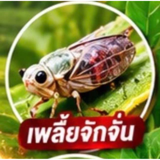 ฮิเดกิ ซองสีทอง (ฟลอนิคามิดสูตรพิเศษ) กำจัดแมลงปากดูด คุมนาน ใช้สำหรับพืชเท่านั้น ปุ๋ยพืช