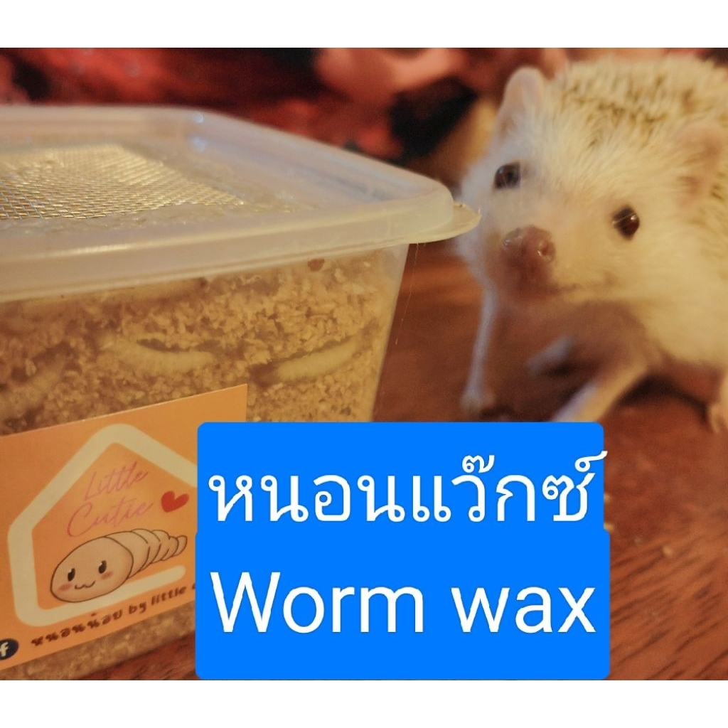 สินค้าพรีออเดอร์ แมลงบำรุงบำเรอสัตว์เลี้ยง