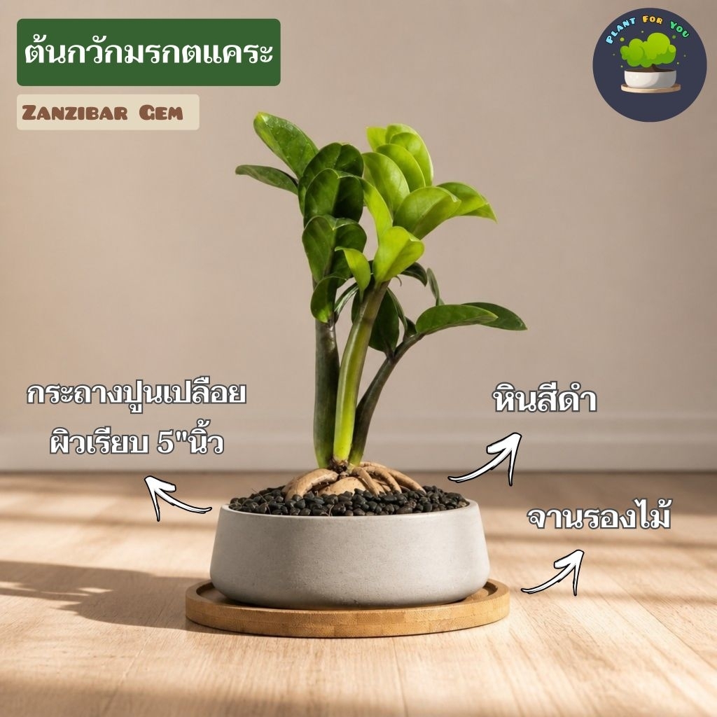 💤ต้นกวักมรกตแคระ"ZZ Plant" (ไซส์เล็ก Size S) ต้นสูง10-15ซม. พร้อมกระถาง ครบชุดพร้อมปลูก (ต้นไม้ฟอกอากาศ)