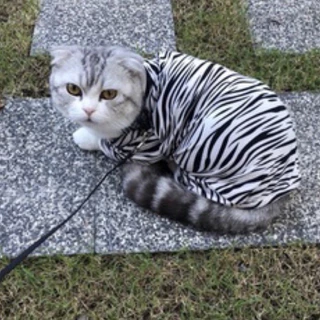 ชุดกันขนร่วงสำหรับแมวและสุนัขส่งเร็ว