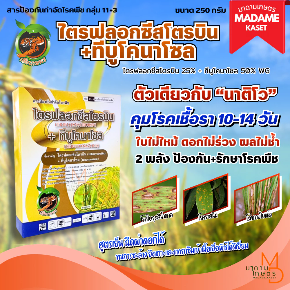 ใหม่! ไตรฟลอกซีสโตรบิน+ทีบูโคนาโซล 250 กรัม (เสือเกษตร) ตัวเดียวกับนาติโว สารกำจัดโรคพืช ป้องกันและรักษา คุมโรคนาน 10-14