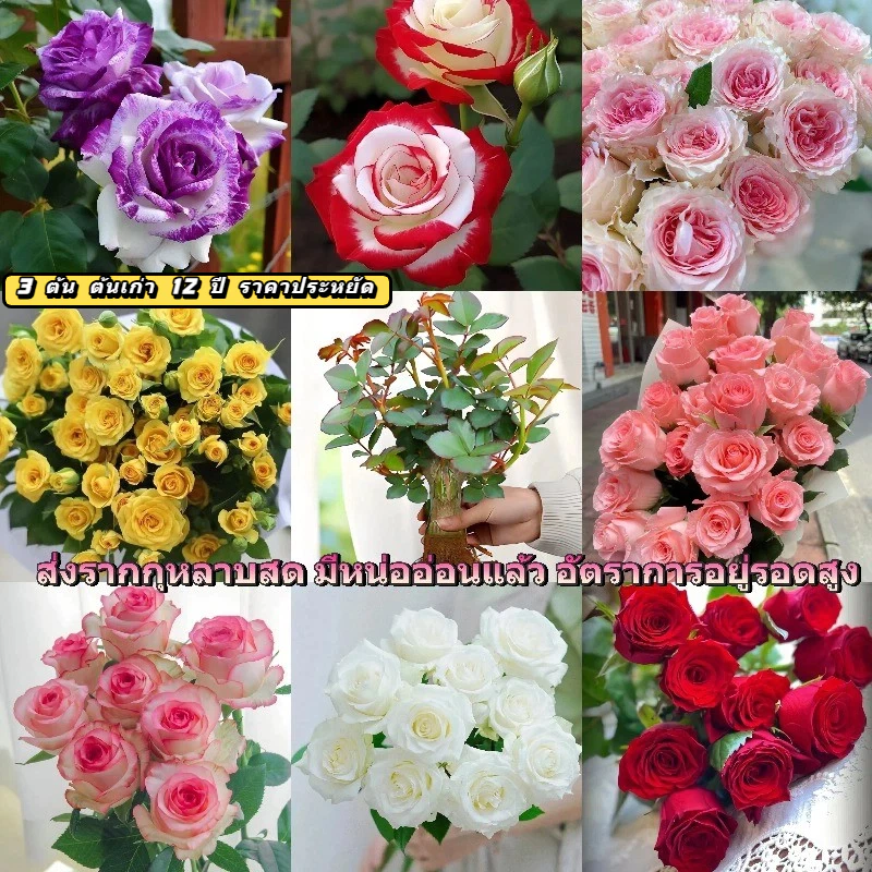 🌹รากกุหลาบหลายเฉดสี ส่งพร้อมรากสด มีหน่อแล้ว บานดอกตลอดปี ปลูกในกระถาง/สวนได้ งอกง่าย