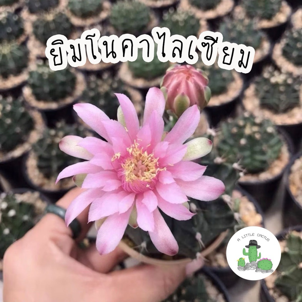 🌵A Little cactus 🌵ยิมโน กระบองเพชร แคคตัส