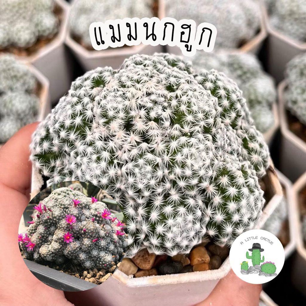 A Little cactus | แคคตัส กระบองเพชร แมมลูกกอล์ฟ