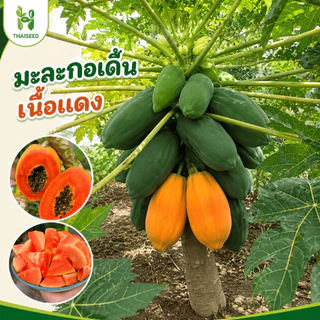 เมล็ดพันธุ์มะละกอต้นเตี้ยพิเศษ เนื้อแดง พันธุ์ไทยแท้ ออกผลเร็ว หวานอร่อย ปลูกง่าย 3ชิ้นแถม1ชิ้น - Papaya - Thaiseed