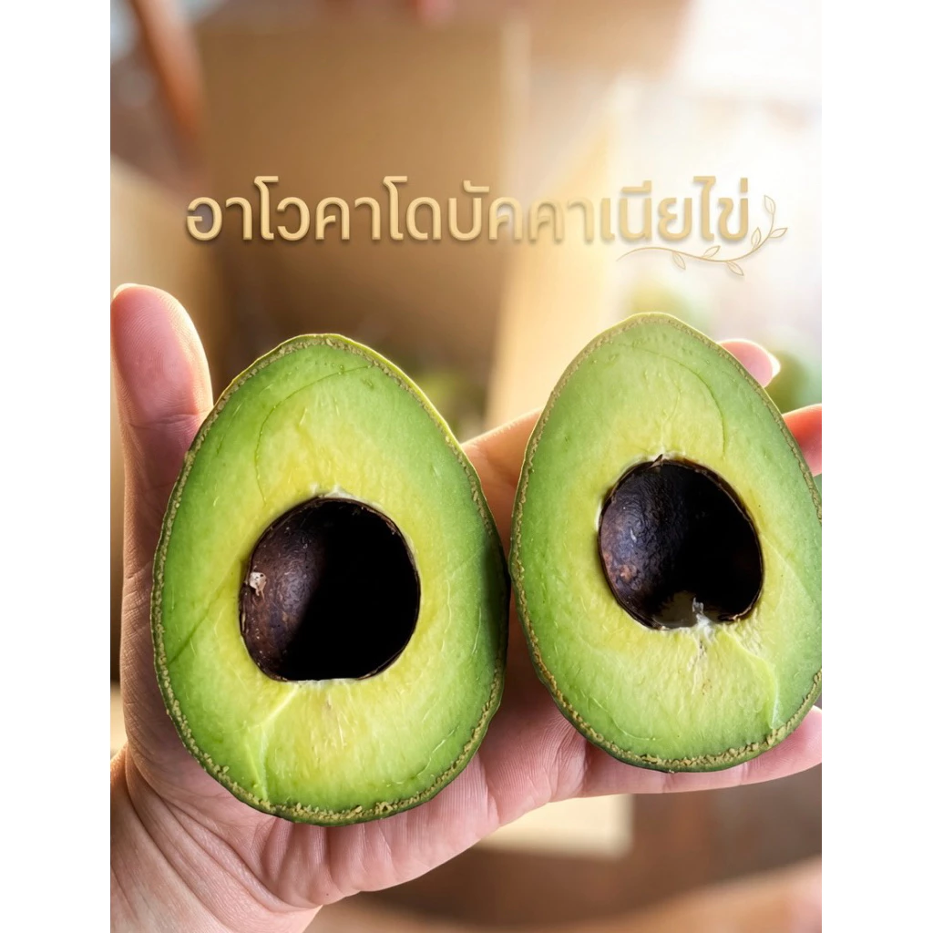 อะโวคาโดบัคคาเนียไข่ (บัคไข่) 1 กิโลกรัม 6-8 ลูก หนึบ มัน รสชาติหวานเล็กน้อย