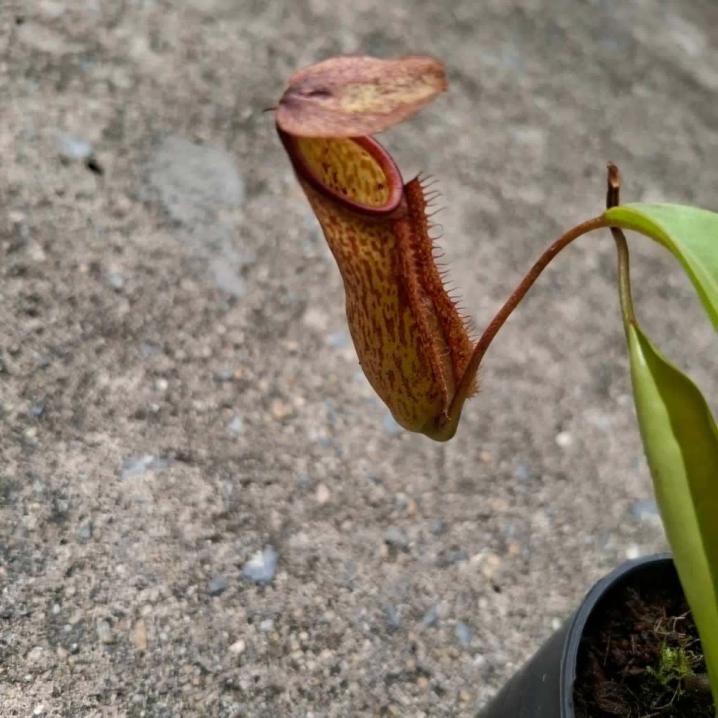 หม้อข้าวหม้อแกงลิง Nepenthes Miranda ขนาดกระถาง 3 นิ้ว N. maxima x northiana