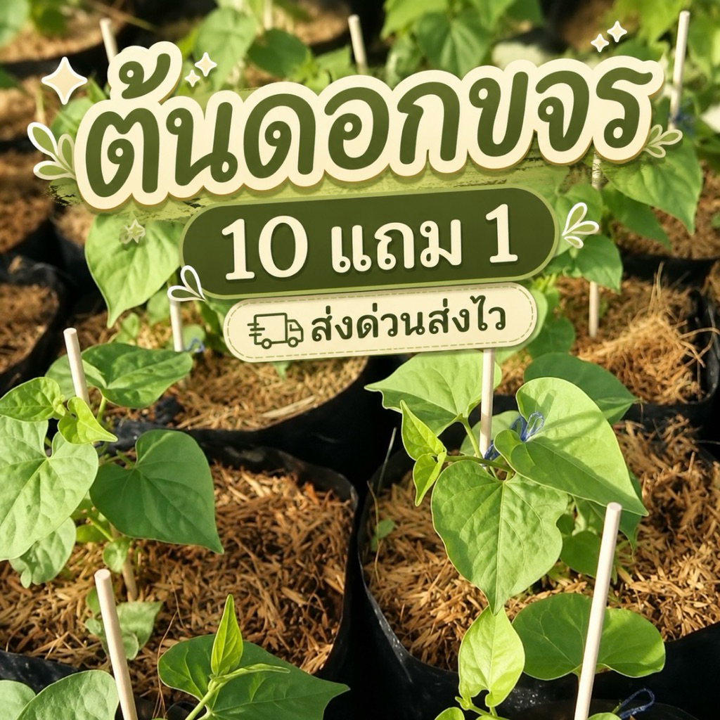 ต้นดอกขจร ต้นสลิด ผักสวนครัวพื้นบ้าน ไม้เลื้อยทำซุ้ม ผักริมรั้ว ดิน ปุ๋ย สมุนไพรไทย ต้นกล้า