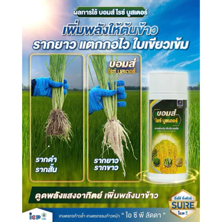 บอมบ์ ไรซ์บูสเตอร์ ไอซีพี ลัดดา ผลิตใหม่2569 เสริมการสังเคราะห์แสง สร้างอาหารพืช 1ลิตร