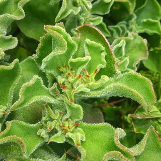 เมล็ดไอซ์แพลนท์ 1,000 / 2,000 เมล็ด Ice plant / Crystalline Iceplant