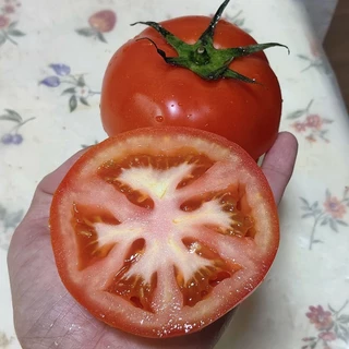 เมล็ดมะเขือเทศญี่ปุ่น Aiko รสชาติหวานอร่อยที่สุด Aiko red cherry tomato และเมล็ดมะเขือเทศเนื้อฟู