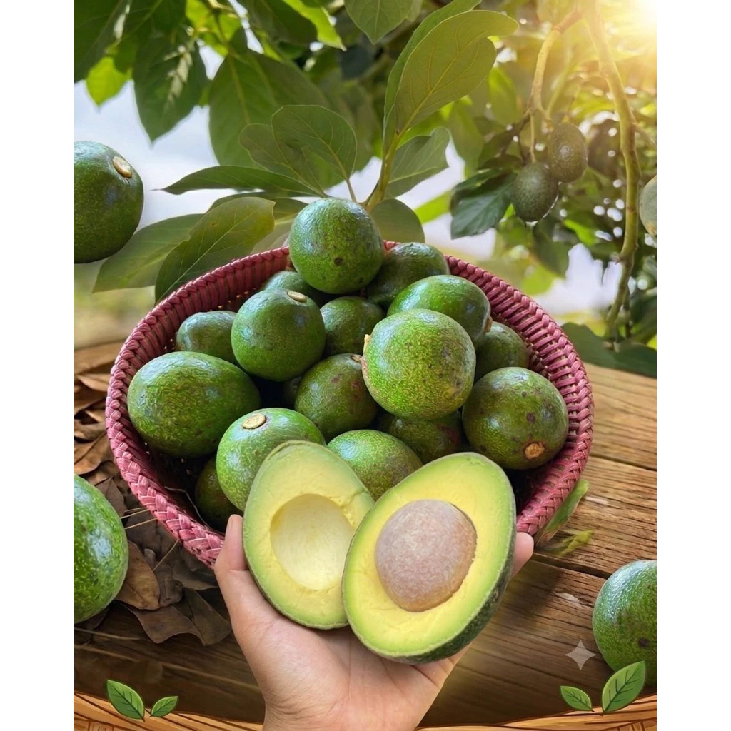 อโวคาโด้ สายพันธุ์บัคคาเนีย ราคา69.- ขนาด2-4 ลูก เนื้อครีมมี่เนื้อเหลือง เหนียวมัน เนื้อแห้ง ละมุนลิ้น