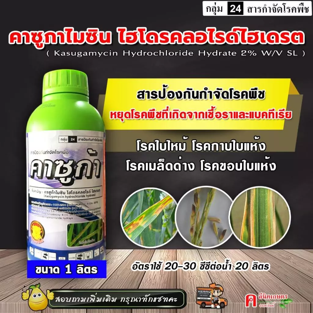 คาซูก้า-หมู ⚡️ คาซูกาไมซิน ( 1 ลิตร ) คาซูกามัยซิน ไฮโดรคลอไรด์ สารป้องกันกำจัดโรคพืช ใบไหม้ โรคเคงเกอร์ ขอบใบแห้ง ใบขีด