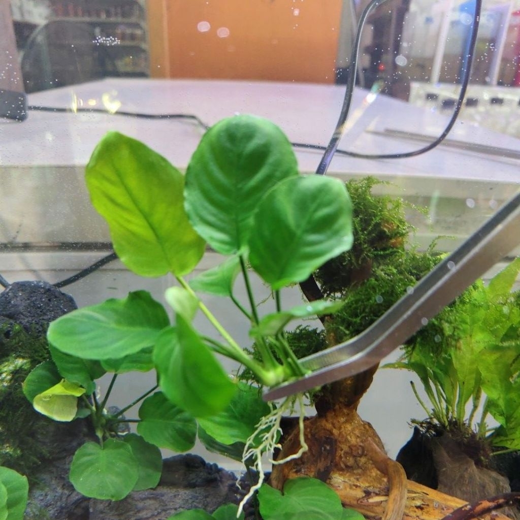 ต้นไม้น้ำ อนูเบียสใบกลม (Anubias Round Leaf / Golden Coin) ไม้น้ำเลี้ยงง่าย ทนทาน สำหรับตกแต่งตู้ปลา