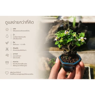 ชาปัตตาเวีย (Singapore holly./Malpighia coccigera.)🌸 บอนไซจิ๋ว กระถาง 3"