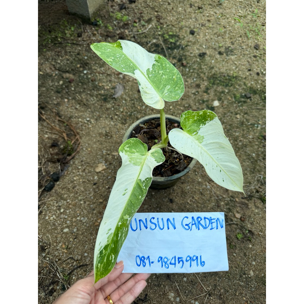 Philodendron jose buono variegated 🌿ต้นที่ส่ง คือ ต้นในรูป
