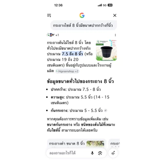 กระถาง 8 นิ้ว กระถางพลาสติก กระถางต้นไม้