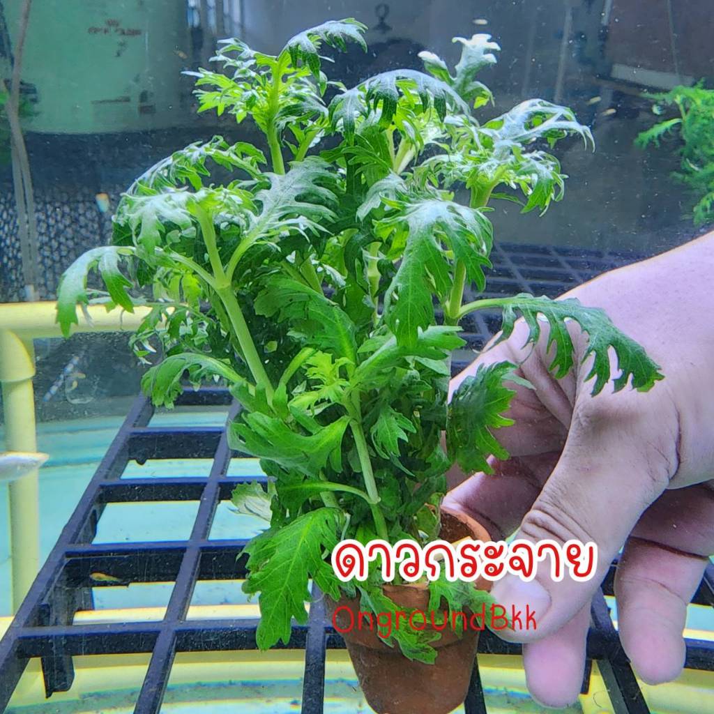 พร้อมส่ง ต้นไม้น้ำ ดาวกระจาย เลี้ยงง่าย ใบสวยงาม ตกแต่งตู้ปลาได้หลากหลาย ตกแต่งตู้ปลา ของตกแต่งตู้ปลา