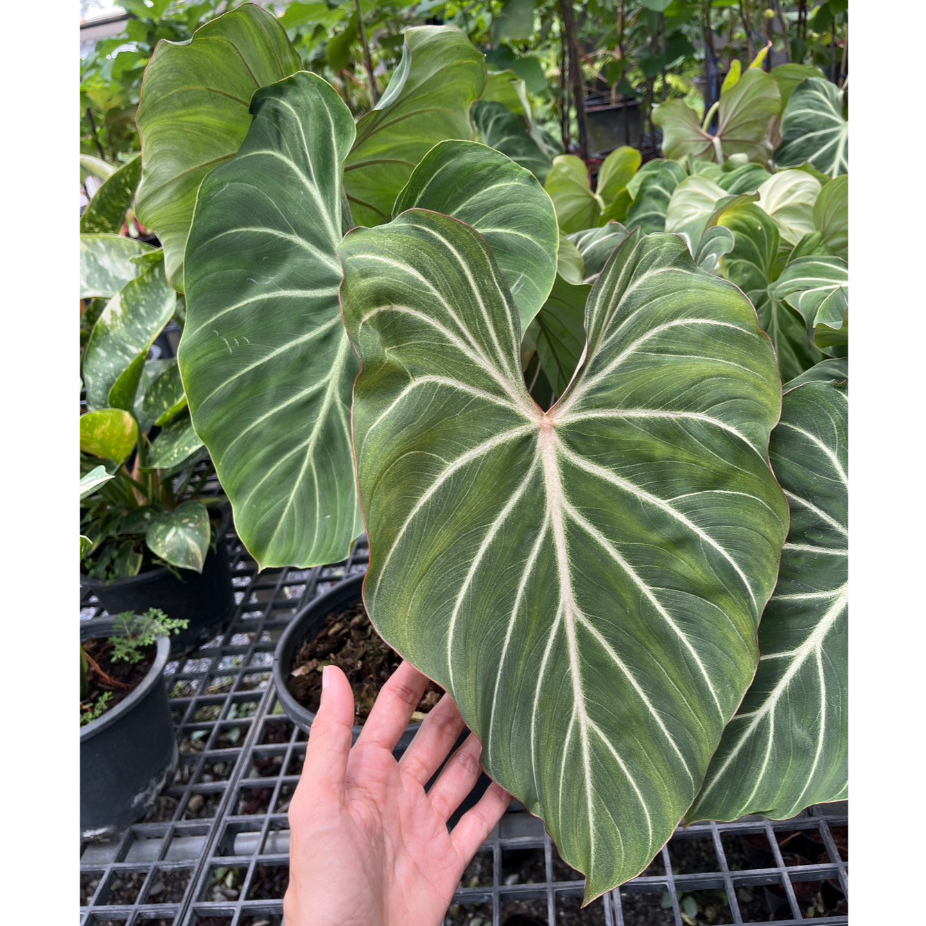 ฟิโลเดรนดรอน กลอริโอซัม ก้านกลม ไม้โชว์ใบ ใบใหญ่ลายชัดสวยมาก Philodendron gloriosum