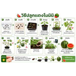 เมล็ดแตงโมจิ๋ว ผิวบาง เนื้อหวานฉ่ำ ปลูกในกระถางได้ - ThaiSeed