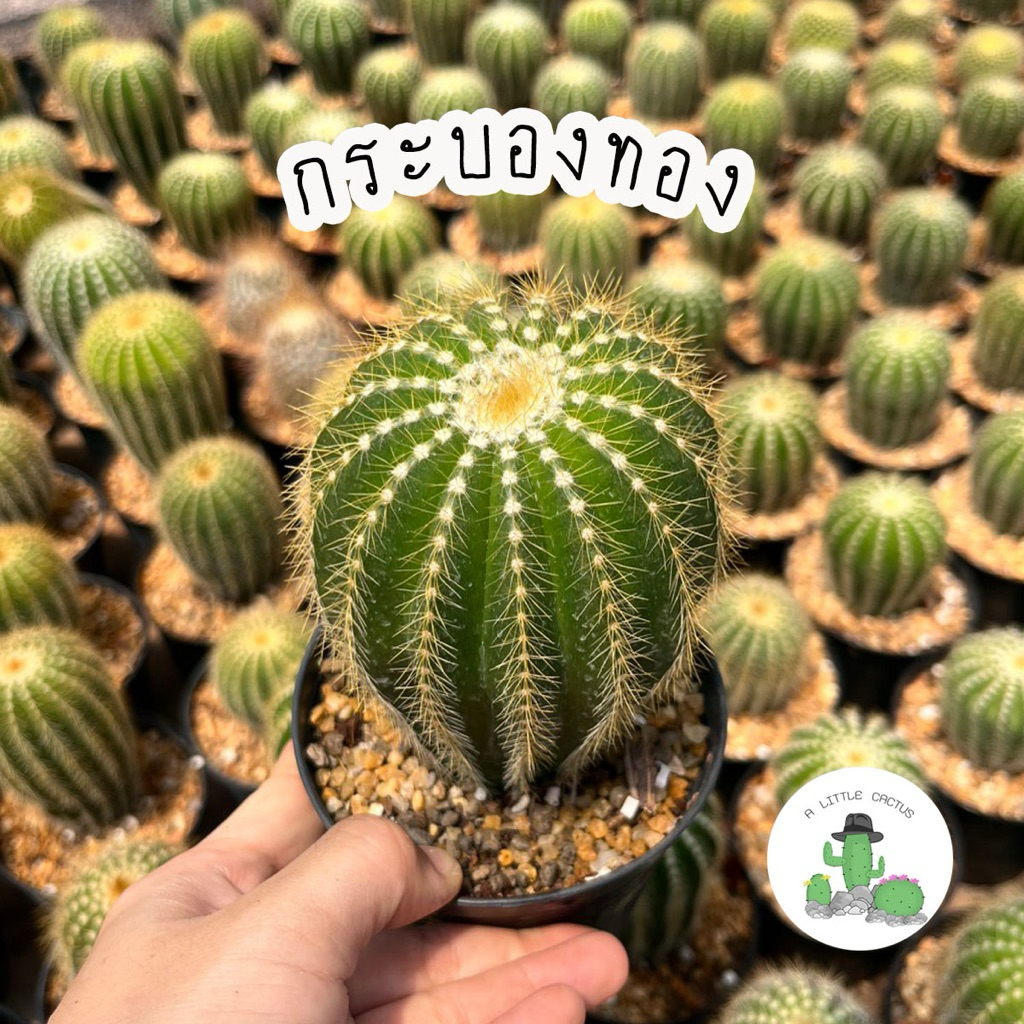 A Little cactus | แคคตัส กระบองเพชร กระบองทอง กระถาง 4 นิ้ว