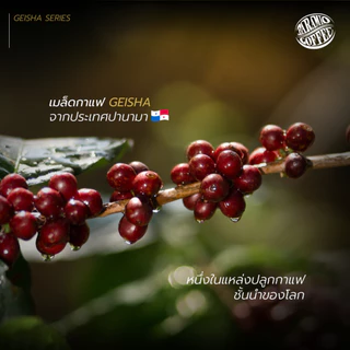 Baramio เมล็ดกาแฟคั่ว Geisha Panama 1 ในสายพันธุ์และแหล่งปลูกที่ดีที่สุดของโลก 100-200 g. ดอกไม้ชัด acidity สว่างสดชื่น