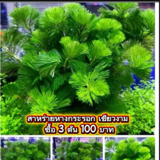 สาหร่ายหางกระรอก กระถาง ซื้อ 3 ต้น 100บาท( พร้อมส่ง)