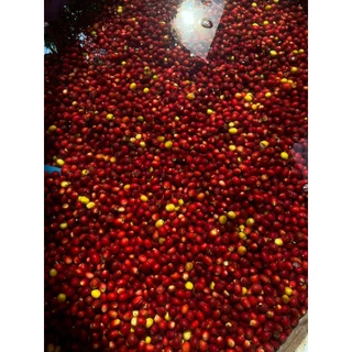 Thailand Huai Khuak Semi Carbonic Maceration with LTLH Drying Process