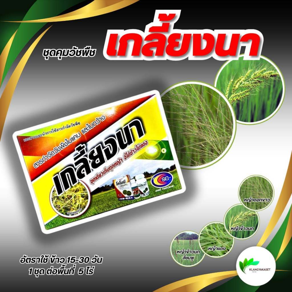 เกลี้ยงนา ชุดใหญ่ (10ไร่)🔴 กำจัดวัชพืชในนาข้าว หญ้าข้าวนก ห